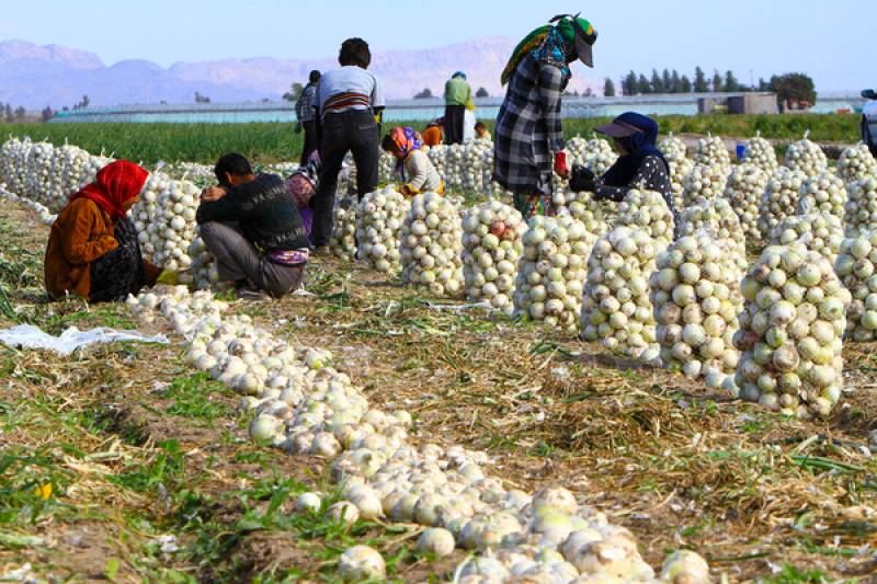 مساحت ابلاغ شده کشت پیاز 6 هزار هکتار اعلام شد